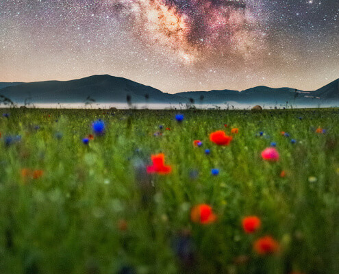 Flowers and the Milky Way in Castelluccio di Norcia, Italy